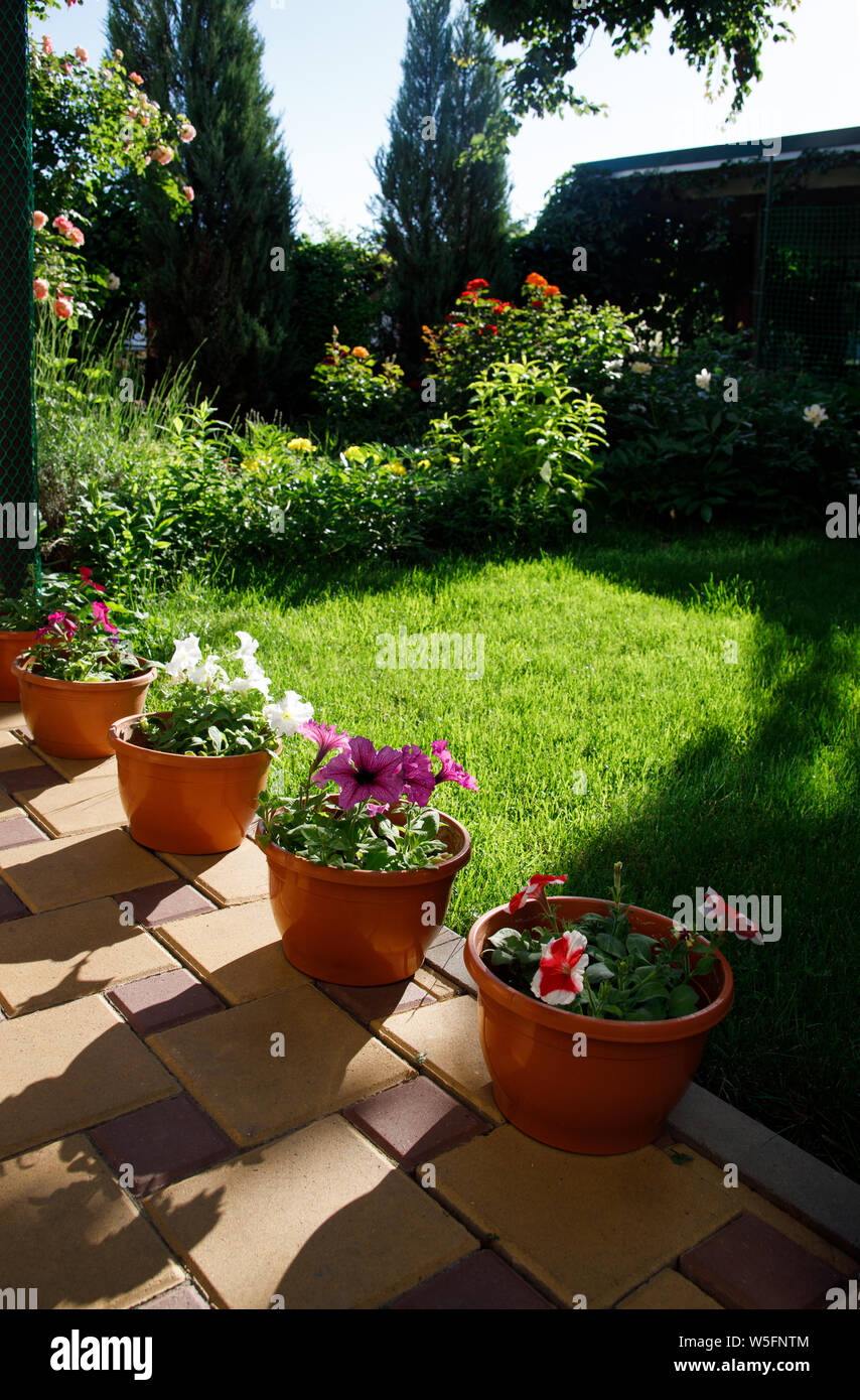 Pots with petunia flowers standing on the ground in home garden next to green grass lawn. Stock Photo