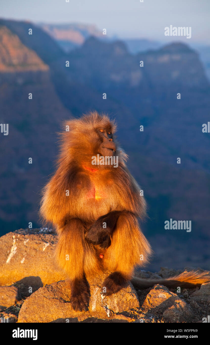 Babuino Gelada,Montañas Simien, Etiopia, Africa Stock Photo