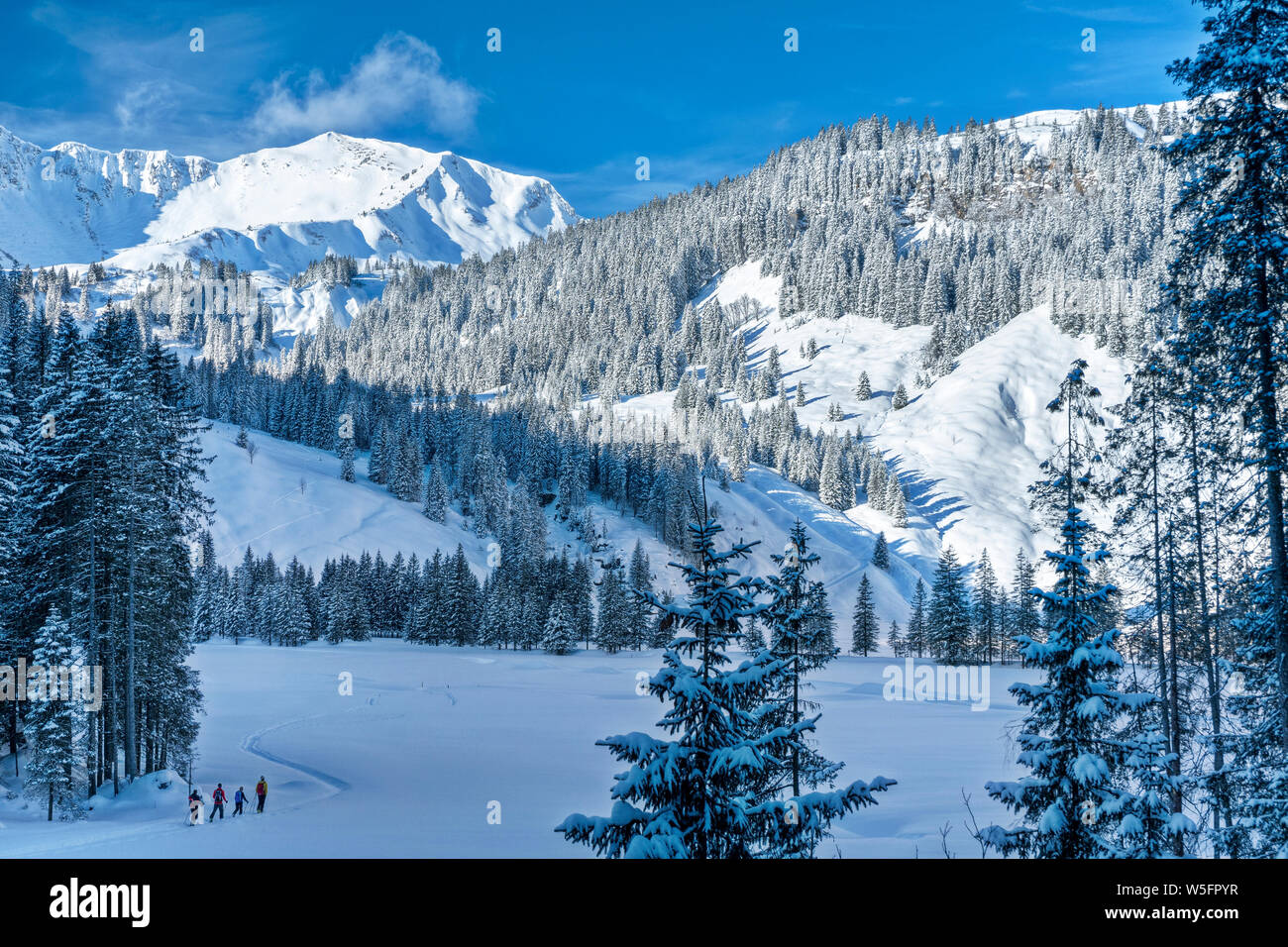 Austria, Kleinwalsertal (little Walser valley), Allgau Alps, snowshoeing and Ski mountaineering in the Schwarzwassertal; Norway Spruce forest Stock Photo