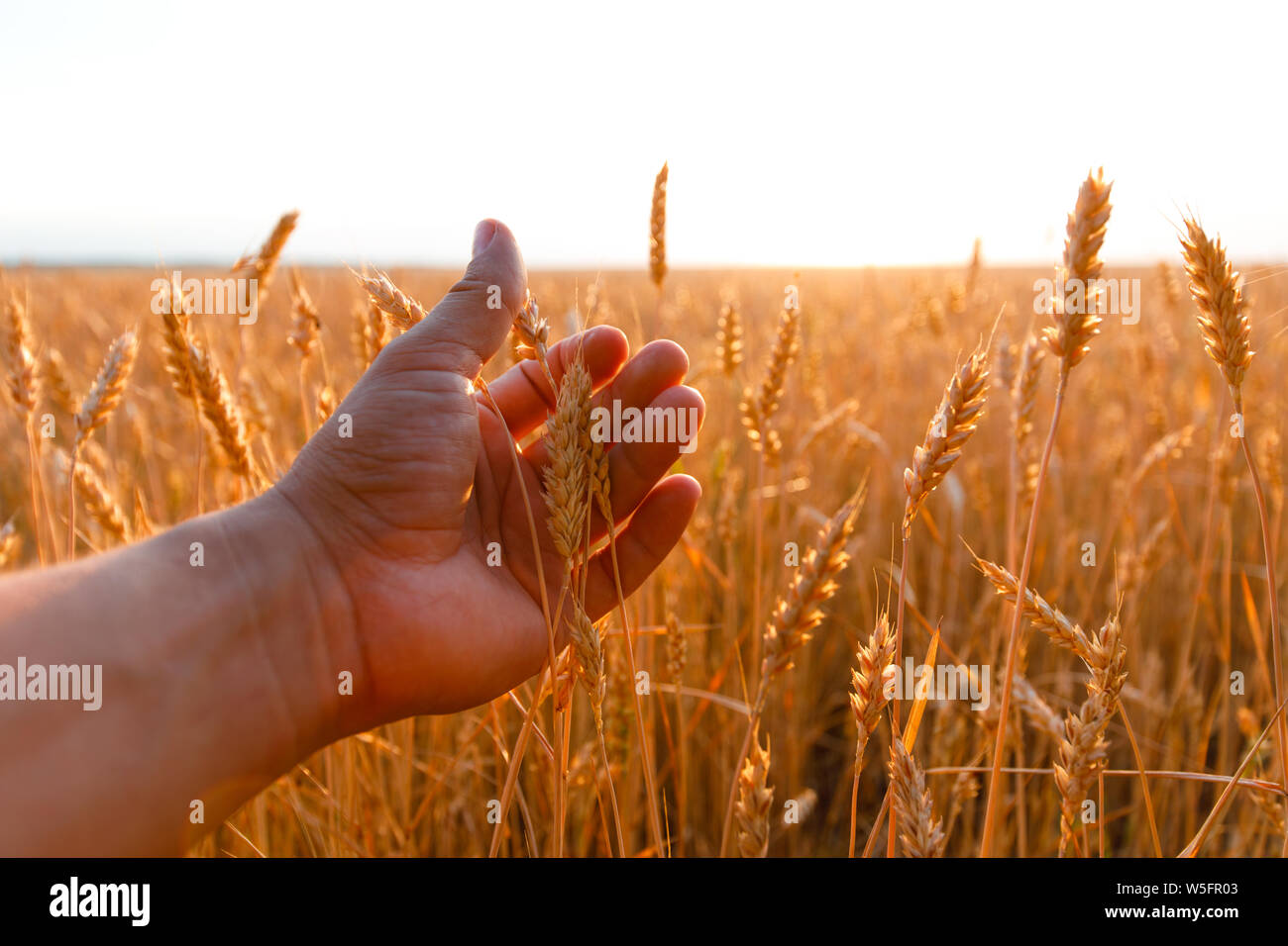 Farmers hand touches the ear of wheat at sunset. The agriculturist inspects a field of ripe wheat. farmer on wheat field at sunset. Stock Photo