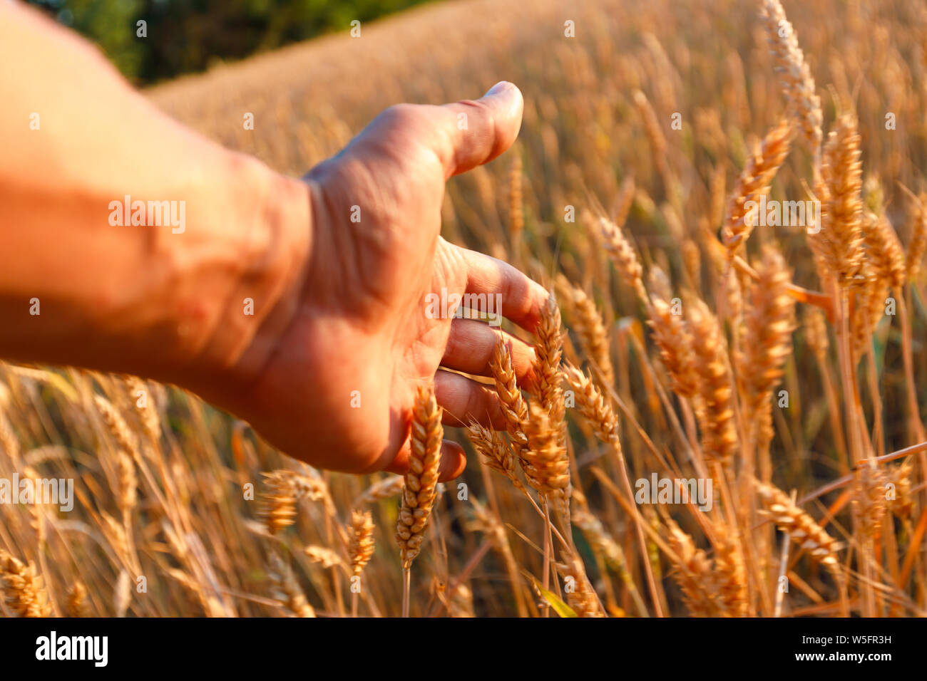 Farmers hand touches the ear of wheat at sunset. The agriculturist inspects a field of ripe wheat. farmer on wheat field at sunset. Stock Photo
