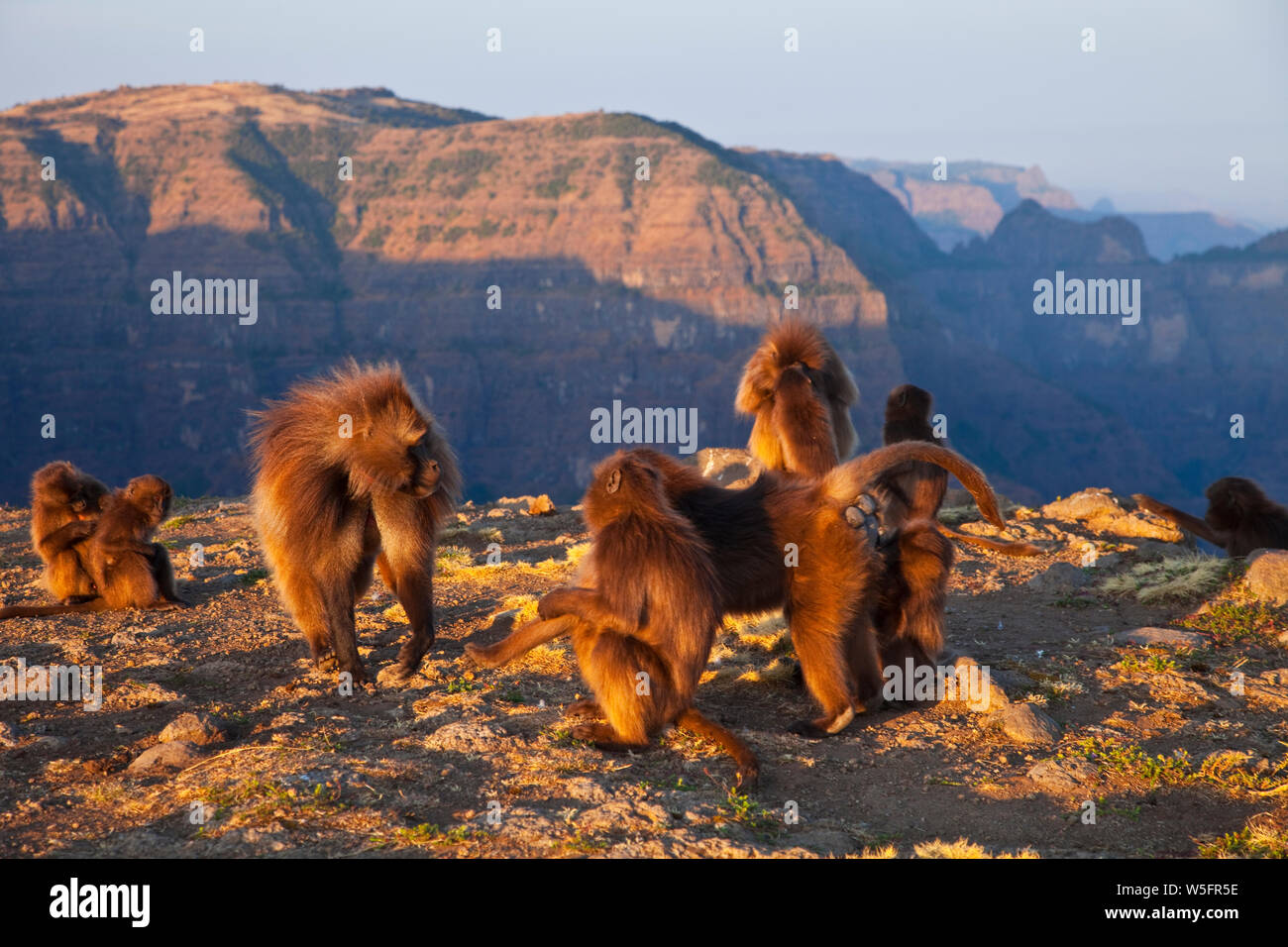 Babuino Gelada,Montañas Simien, Etiopia, Africa Stock Photo