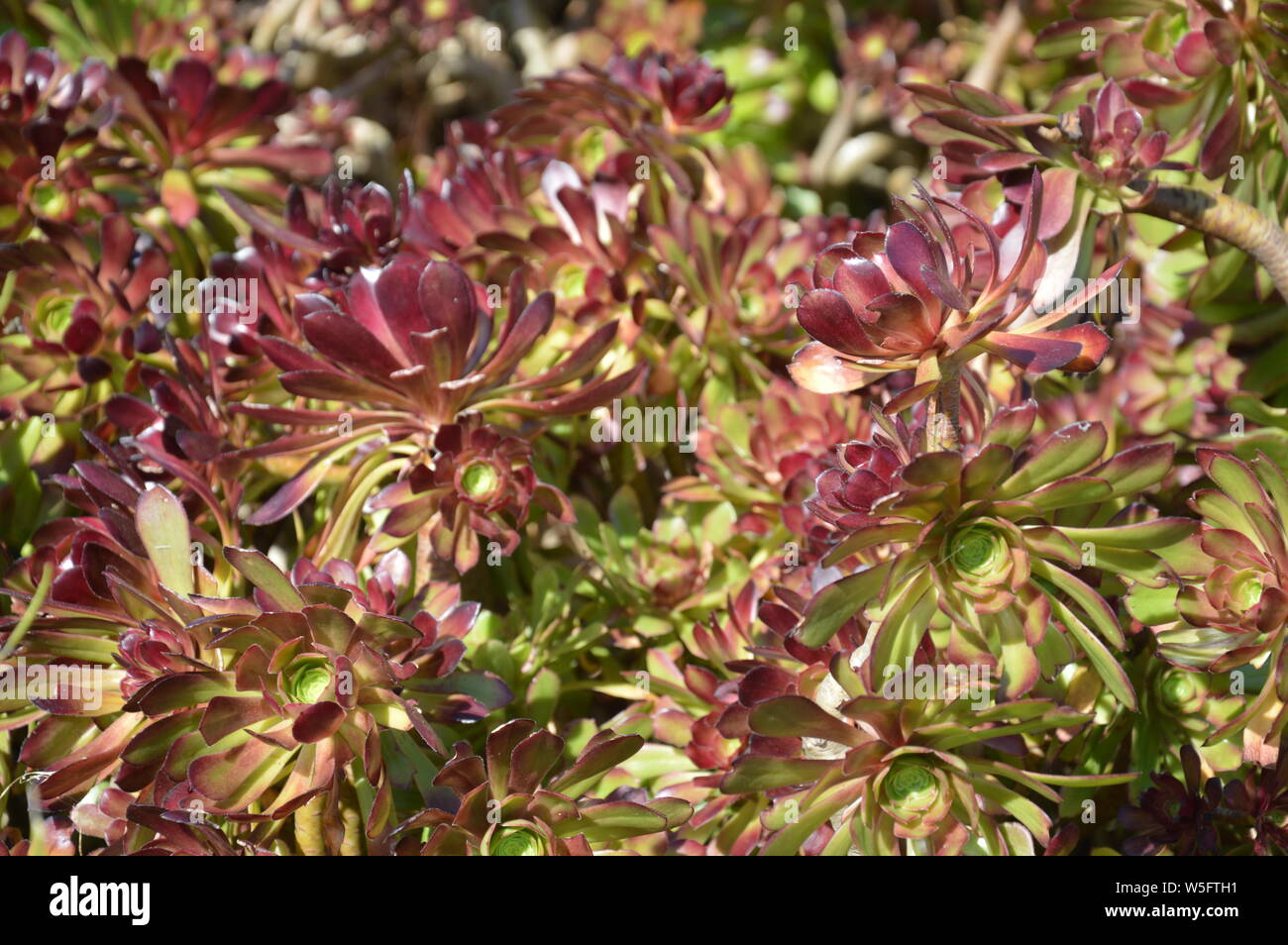 dark red and green succulents in spring in Southern California Stock Photo