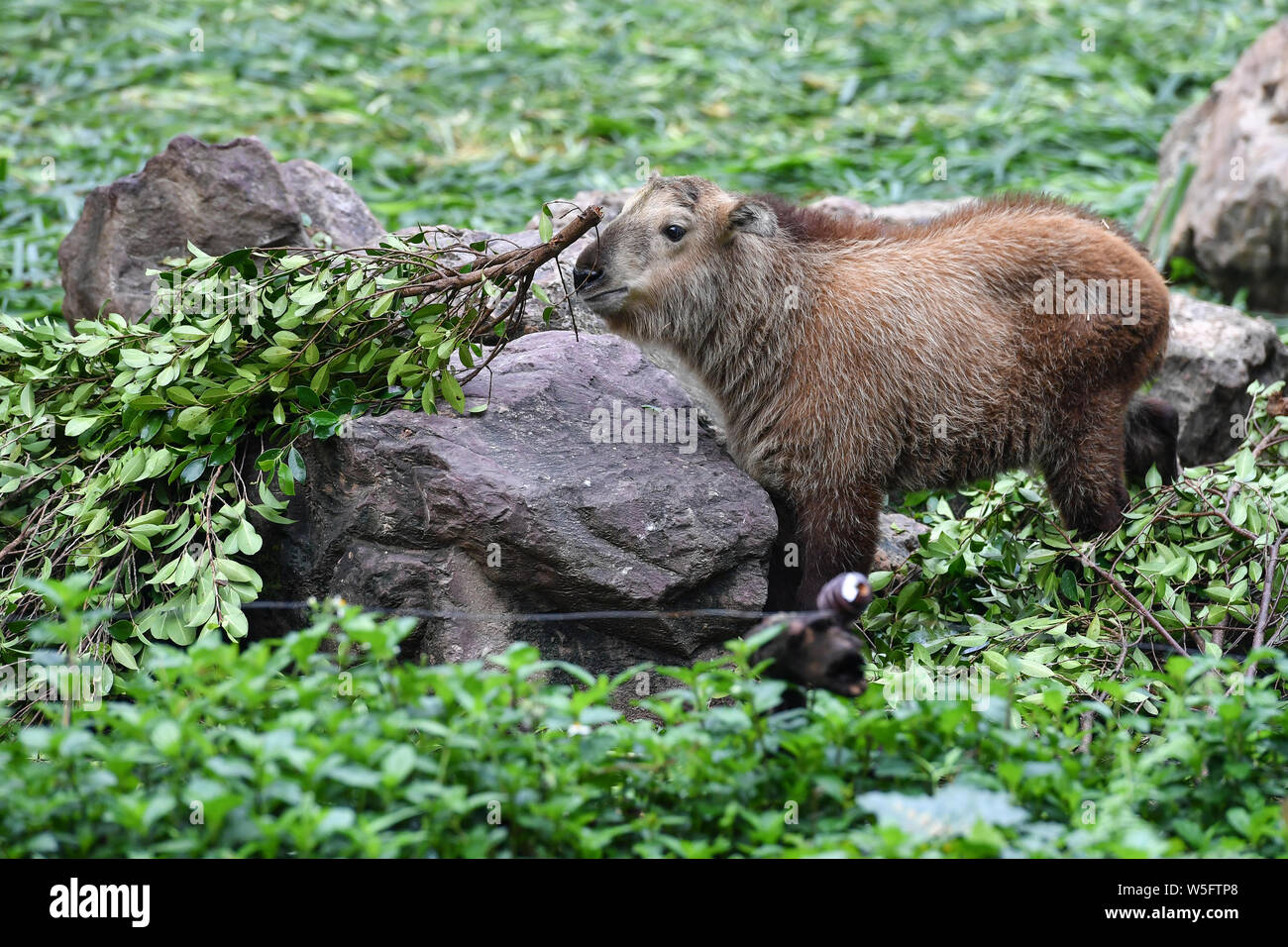 Takin Rearing The golden takin babies, the latest offspring of the herd of the ...