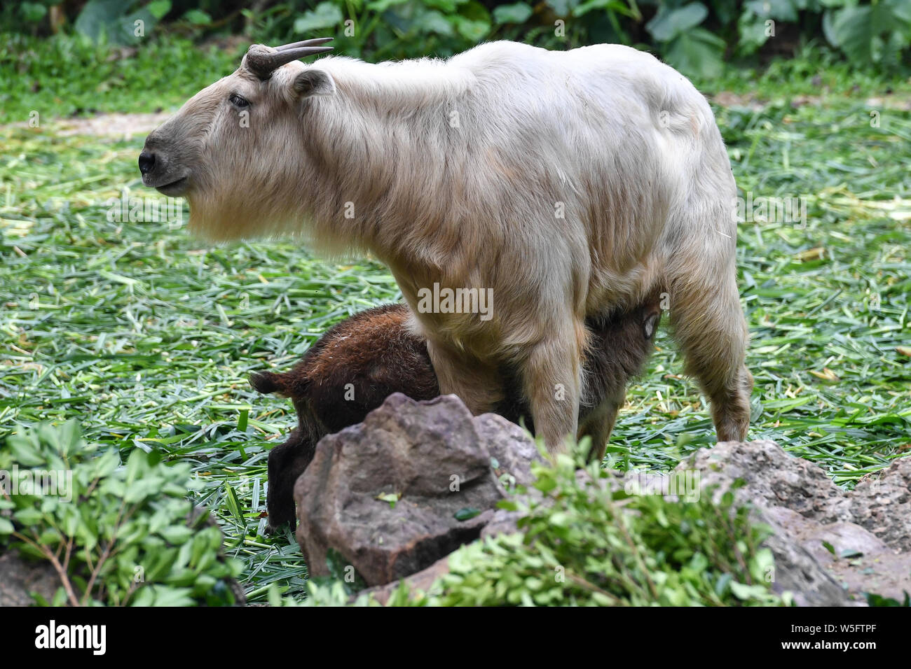 Takin Rearing The golden takin babies, the latest offspring of the herd of the ...