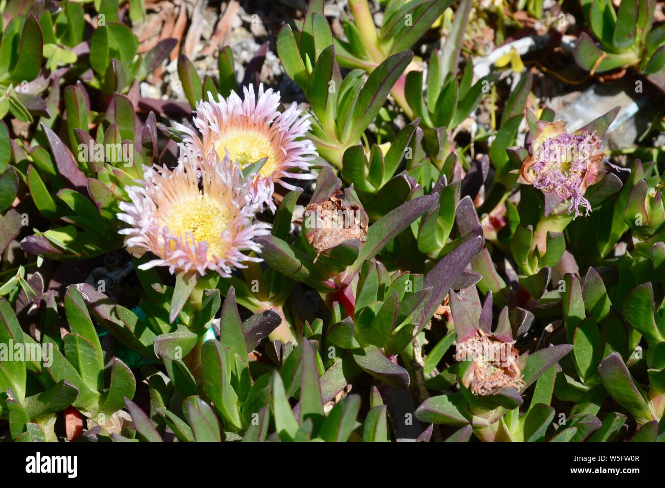 pink blossoms of succulents Stock Photo