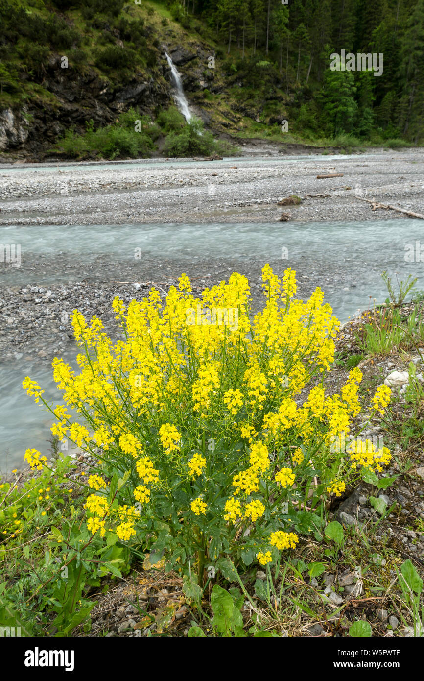 Austria, Tyrol, Allgau Alps, Naturpark Tiroler Lech, Hornbach river,herb barbara(Barbarea vulgaris) Stock Photo