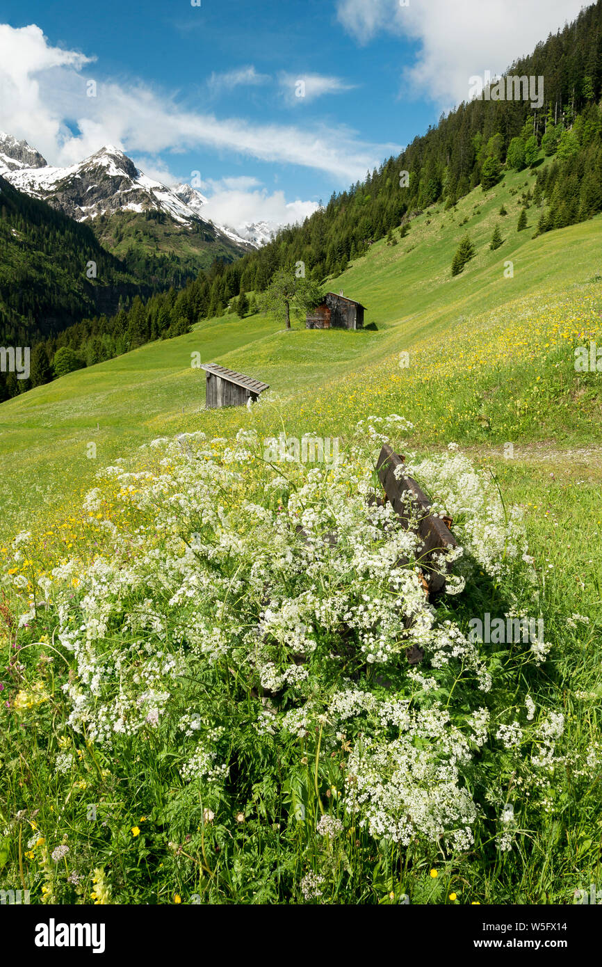 Austria, Tyrol, Allgau Alps, Hornbach valley, a side valley of the Lech watershed, barn; fg.: bench surrounded by Chervil (Chaerophyllum sp.) Stock Photo
