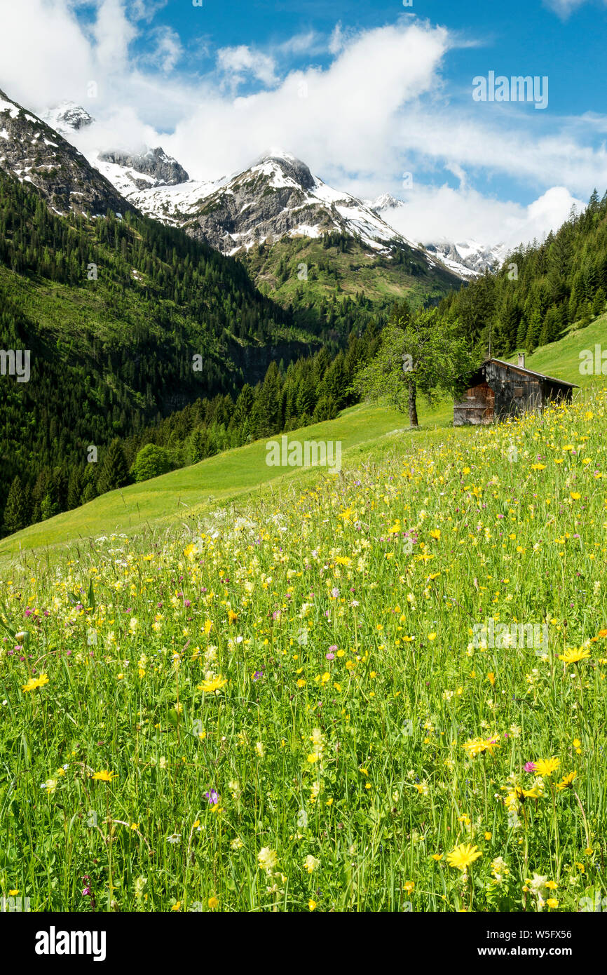 Austria, Tyrol, Allgau Alps, Hornbach valley, a side valley of the Lech watershed, meadow, barn Stock Photo