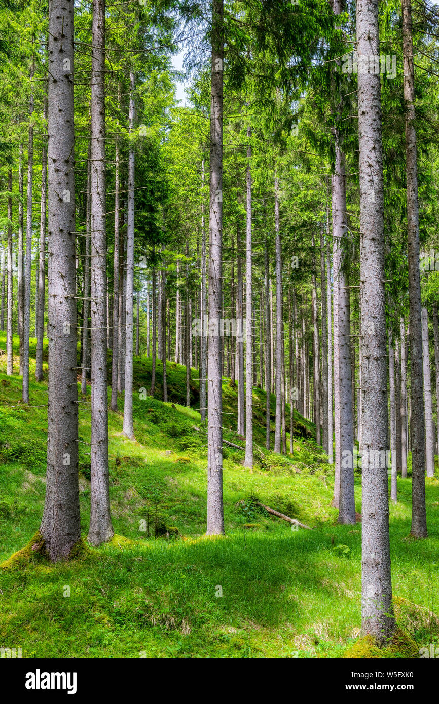 Austria, Tyrol, Naturpark Tiroler Lech, Lechtal,spruce grove, Norway spruce (Picea abies) Stock Photo