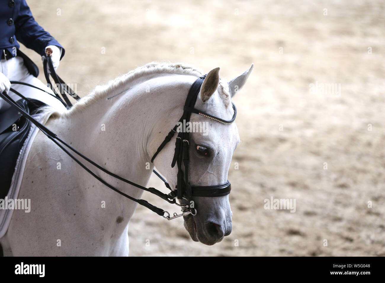 Portrait head shot close up of a beautiful purebred dressage horse during event indoors Stock Photo