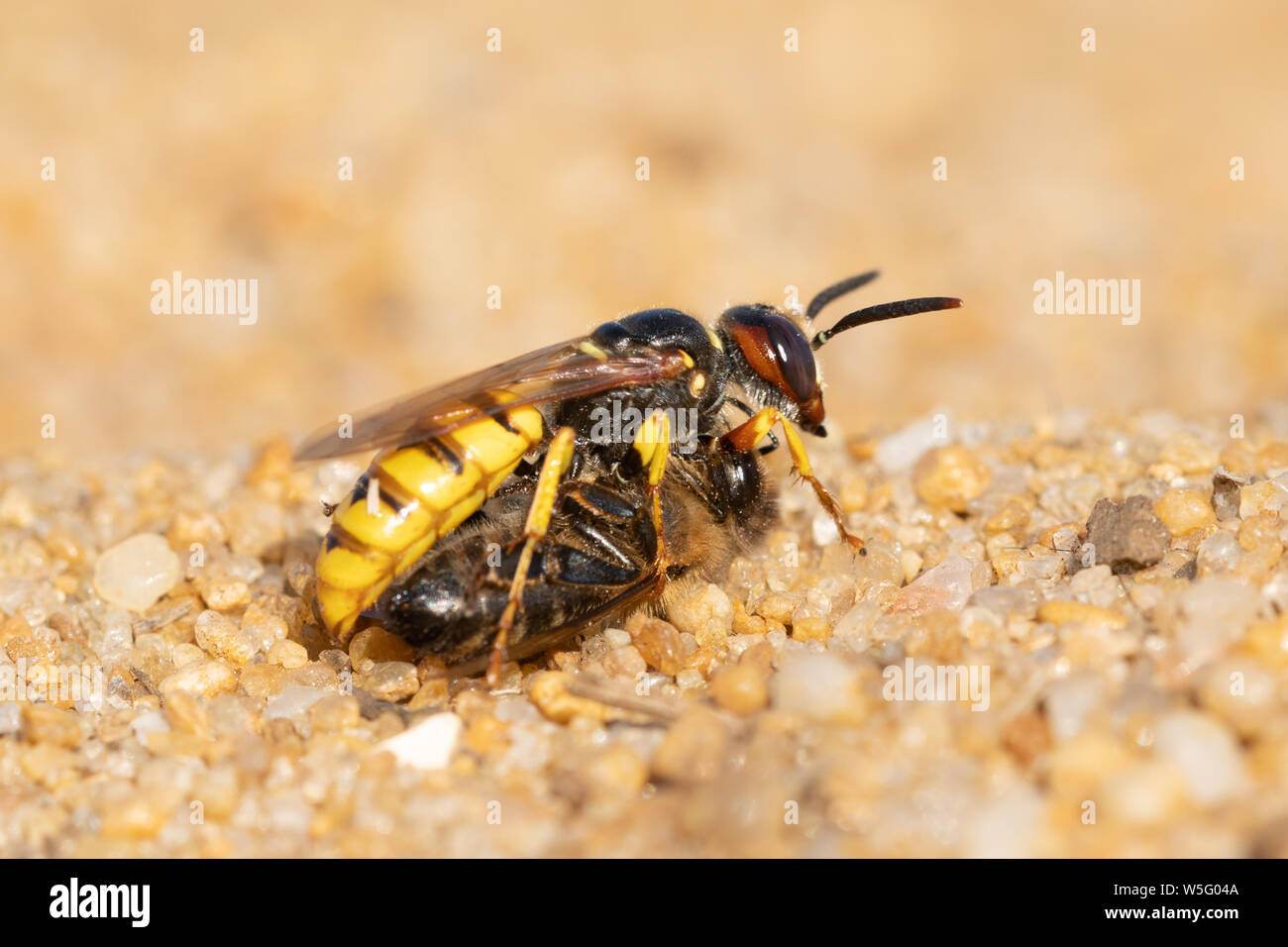European beewolf (Philanthus triangulum), a solitary wasp species,  bringing a bee or honeybee prey to its nest burrow in the sand on dry heathland UK Stock Photo