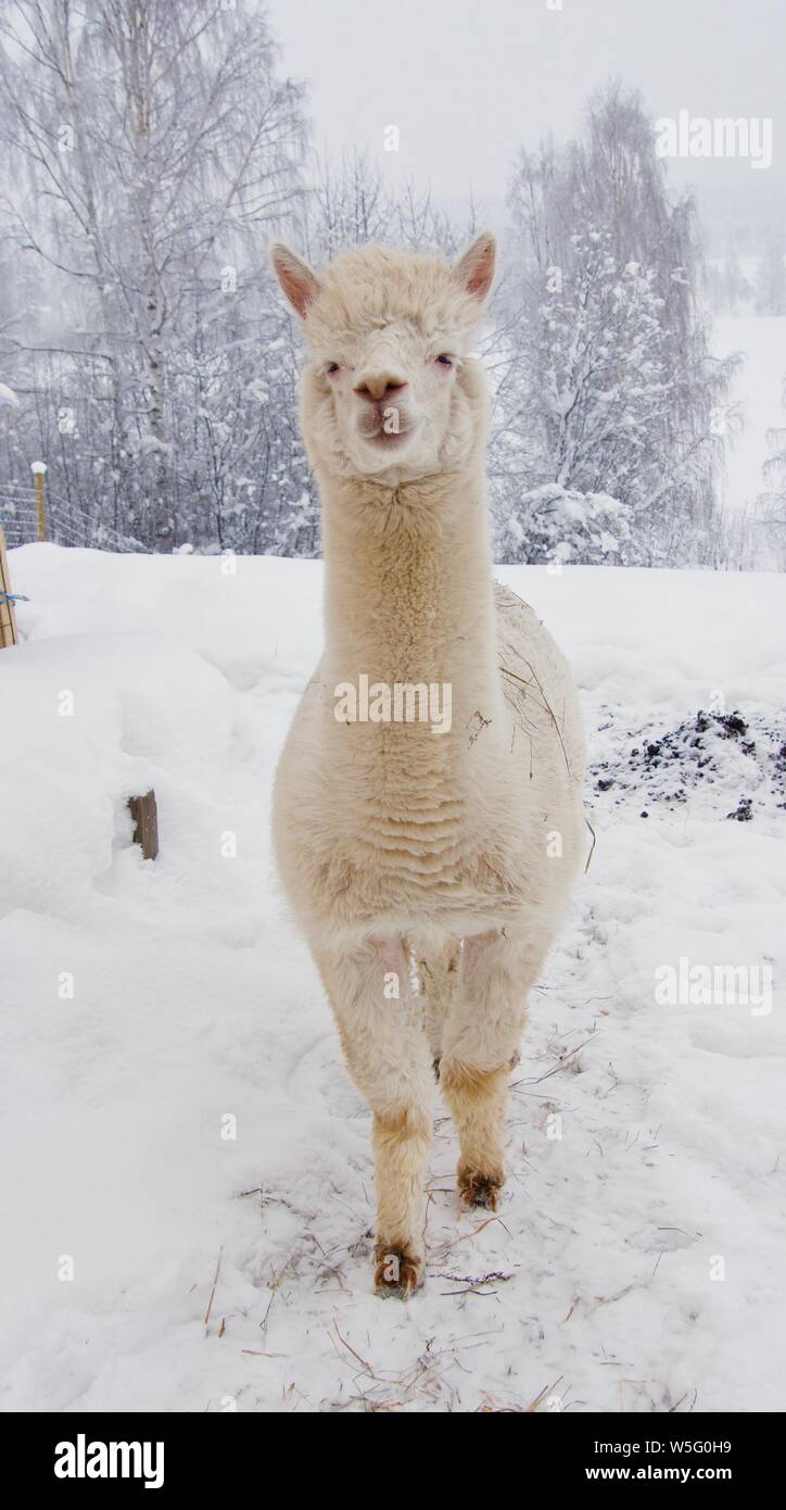 Alpaca Llama winterAlpaca Llama in winter in the North of Sweden ...
