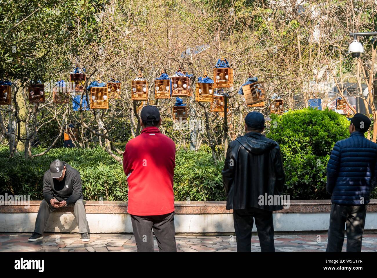 Songbirds Many High Resolution Stock Photography and Images Alamy