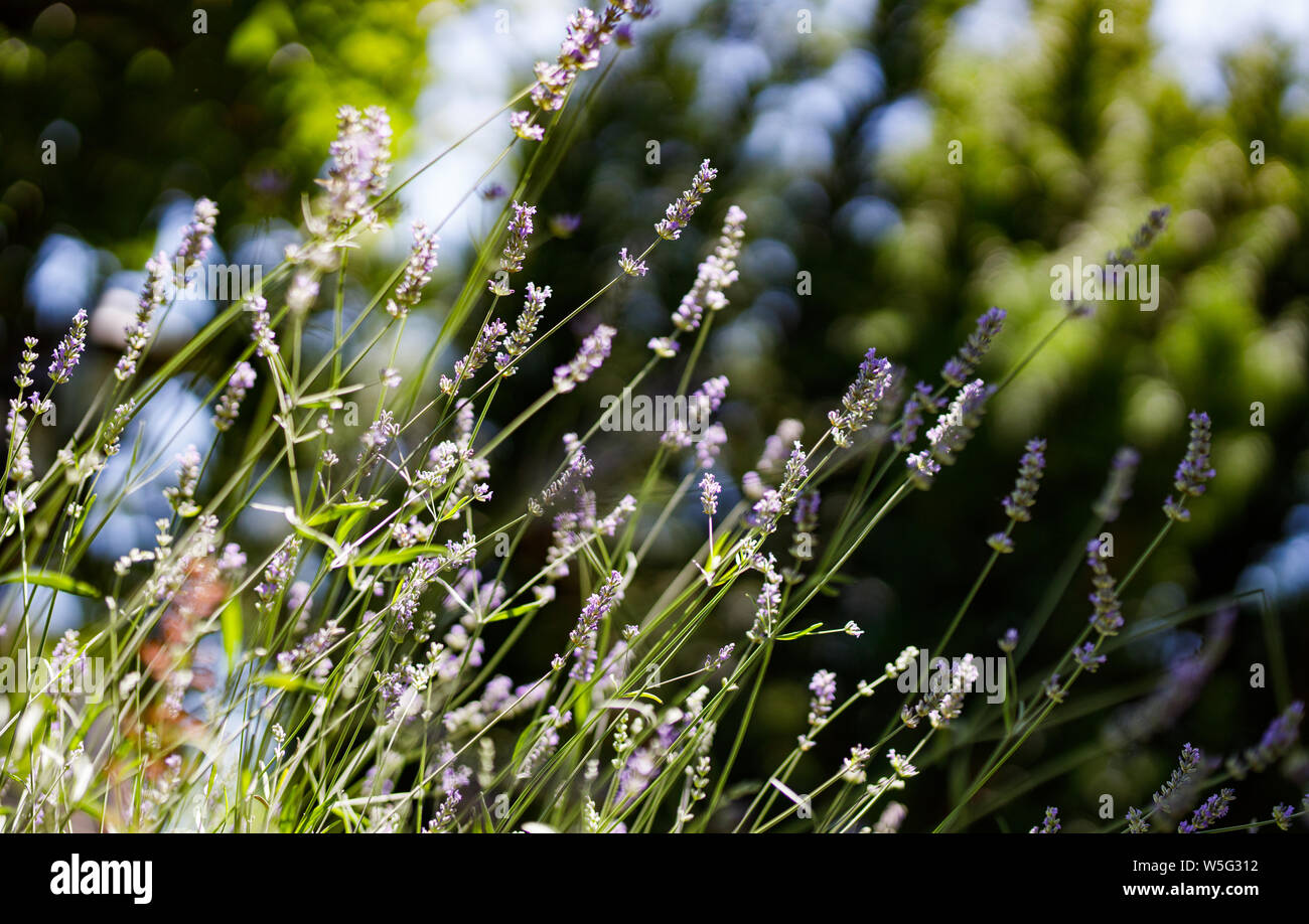 Lavender flowers in the garden. Selective focus. Stock Photo