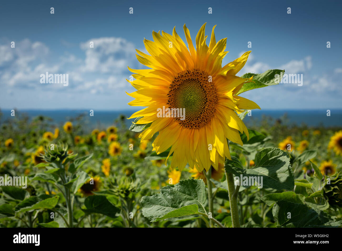 Gower sunflowers hires stock photography and images Alamy