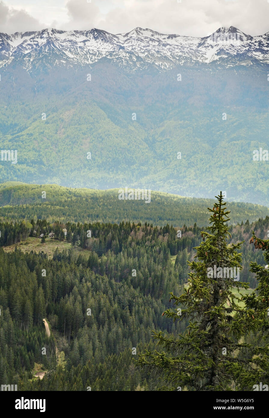 Landscape near Pokljuka Plateau. Slovenia Stock Photo