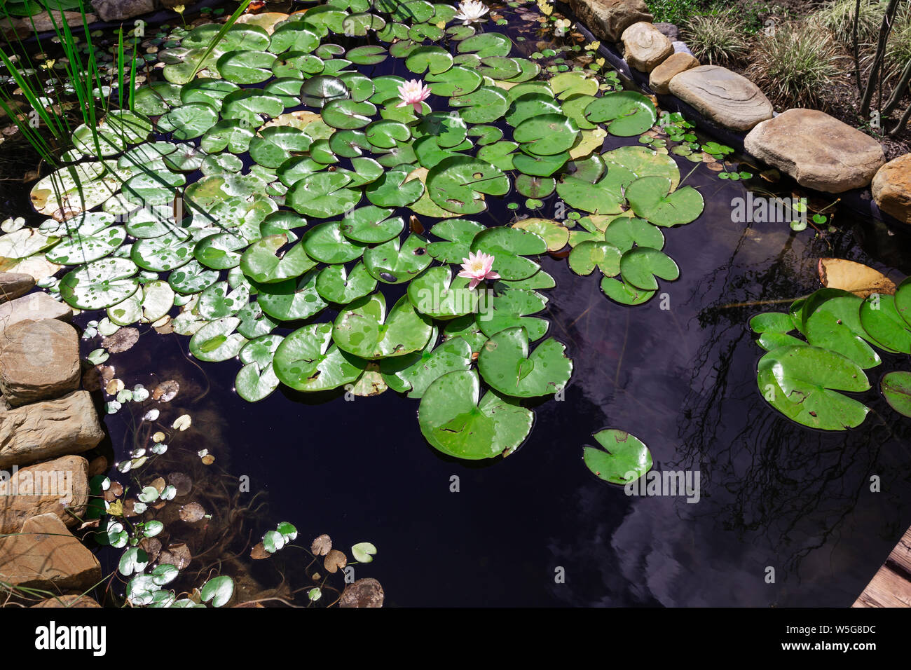 Garden pond full of leaves hires stock photography and images Alamy