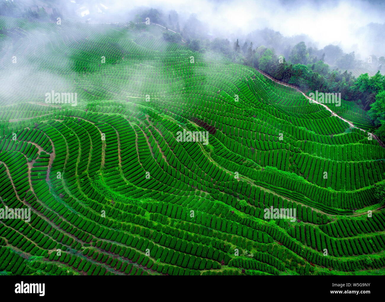 --FILE--Aerial view of a tea plantation in Enshi city, central China's Hubei province, 18 May 2018. Stock Photo