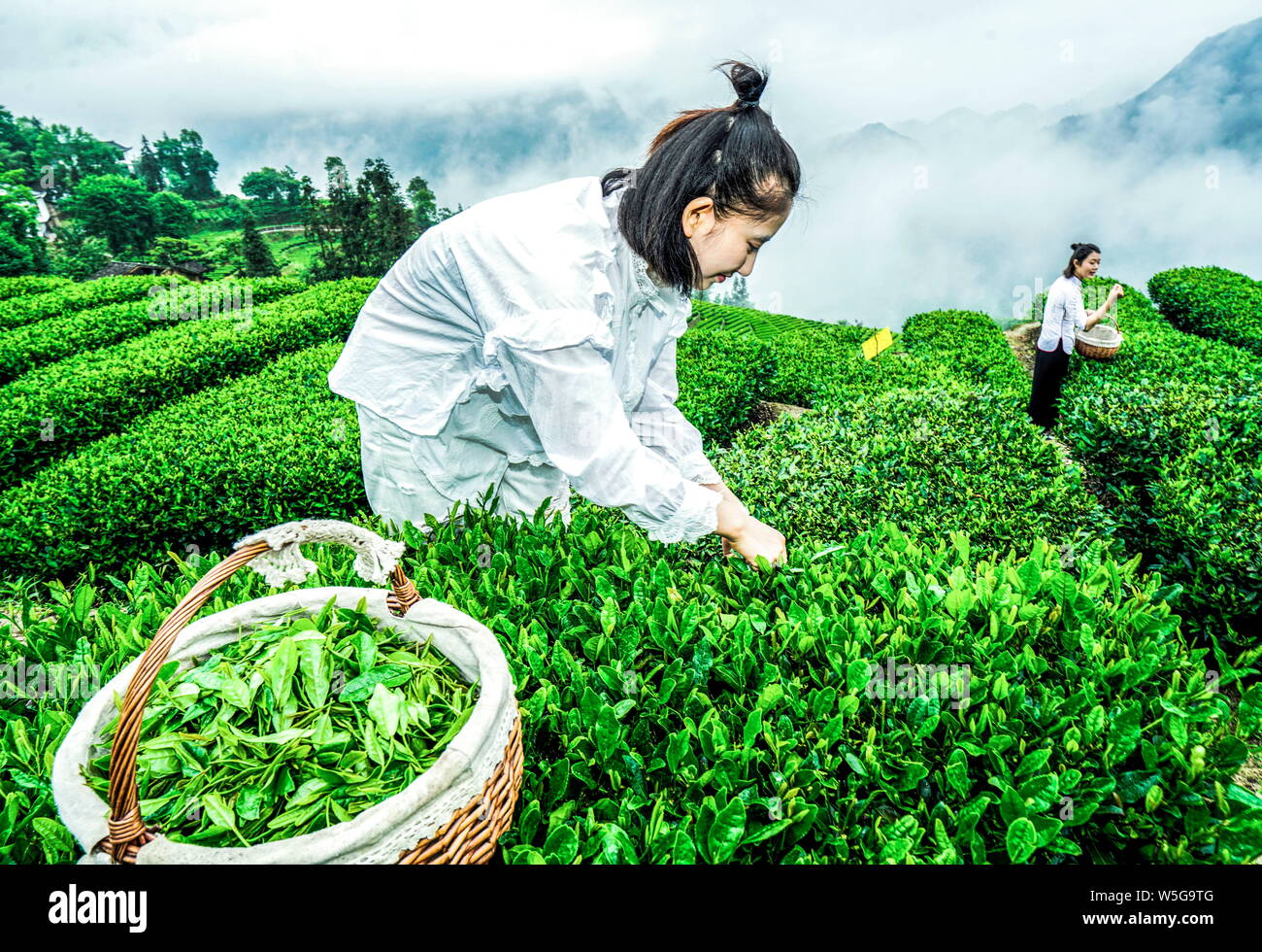 --FILE--Chinese workers pick tea leaves at a tea plantation in Enshi city, central China's Hubei province, 18 May 2018. Stock Photo