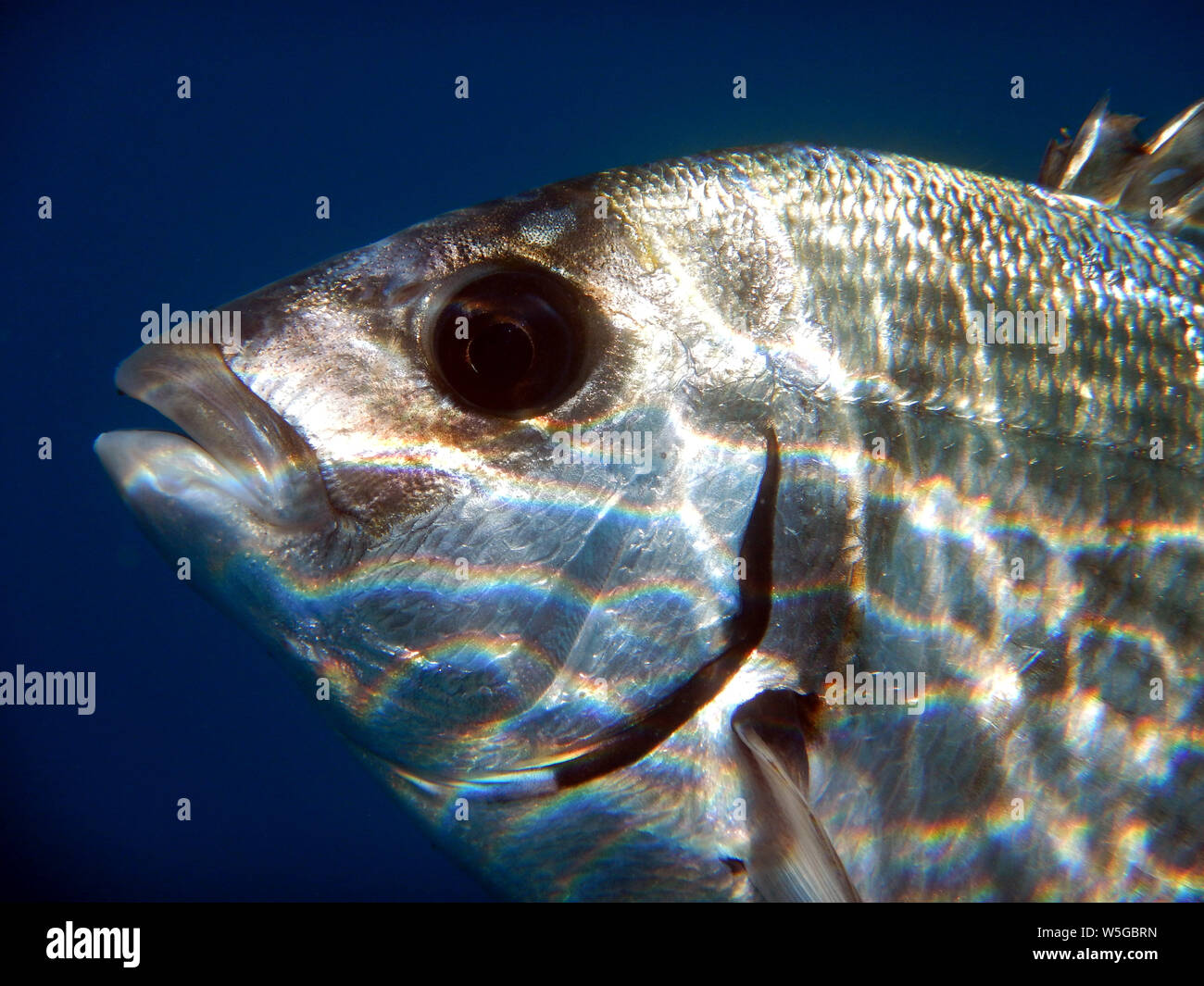 particular close-up of head and eye of sargo or white seabream diplodus sargus sargus Stock Photo