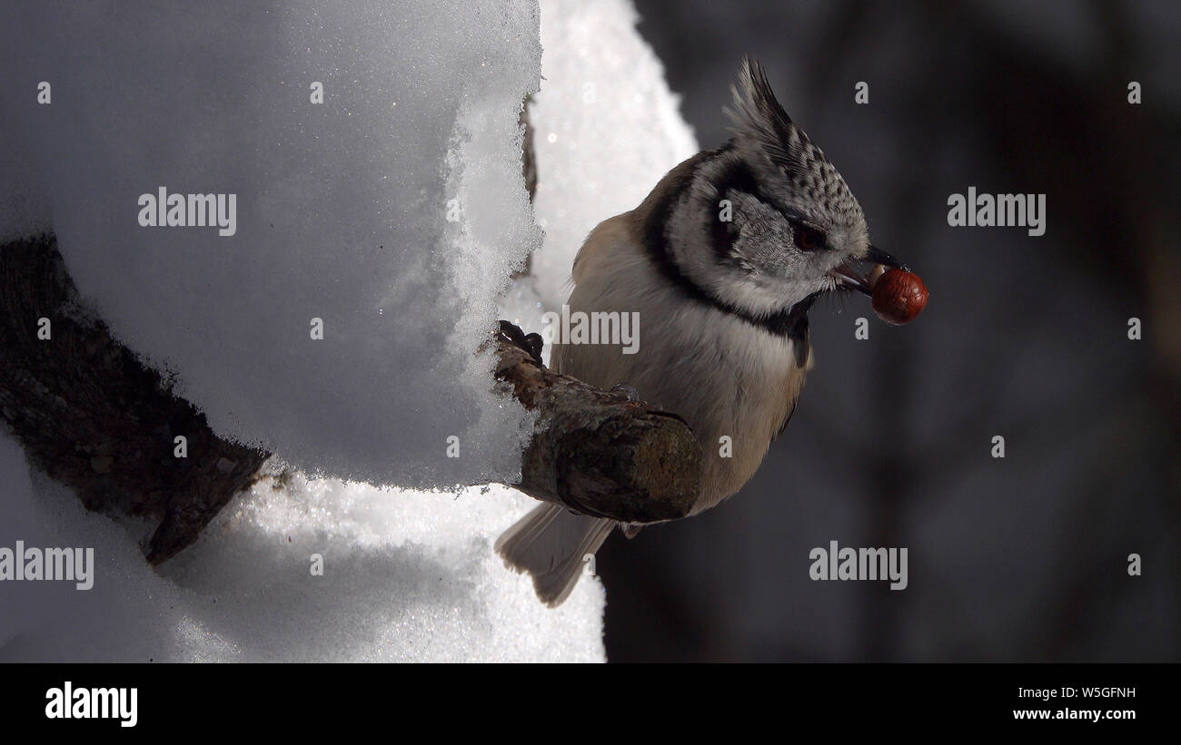 titmouse with a hazelnut Stock Photo