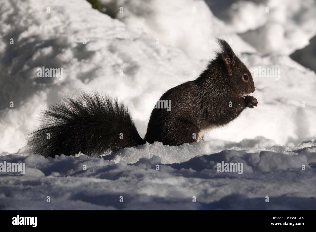 Red squirrel, Sciurus vulgaris Stock Photo