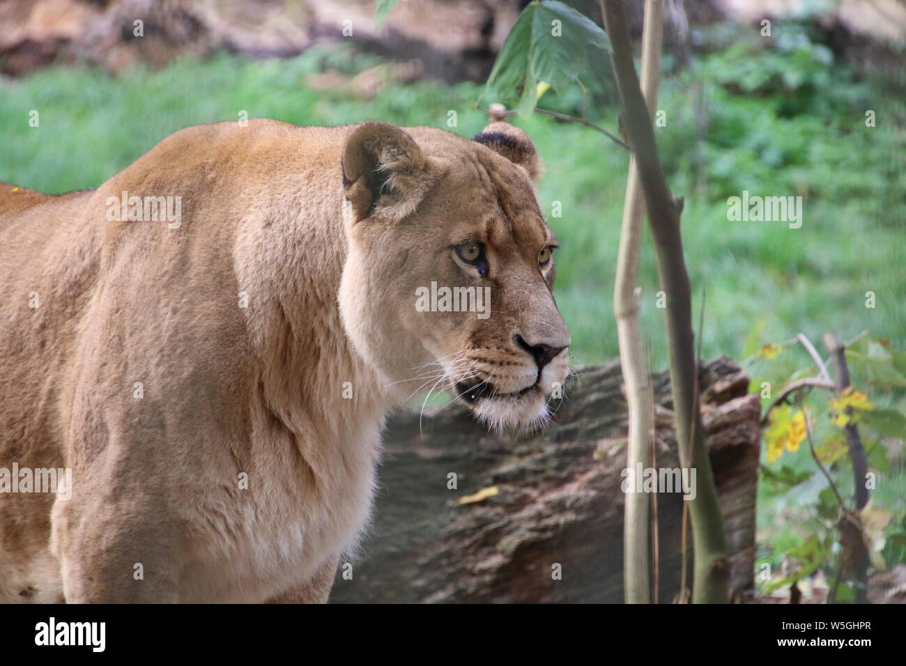 female african lioness lion rostock zoo germany Stock Photo