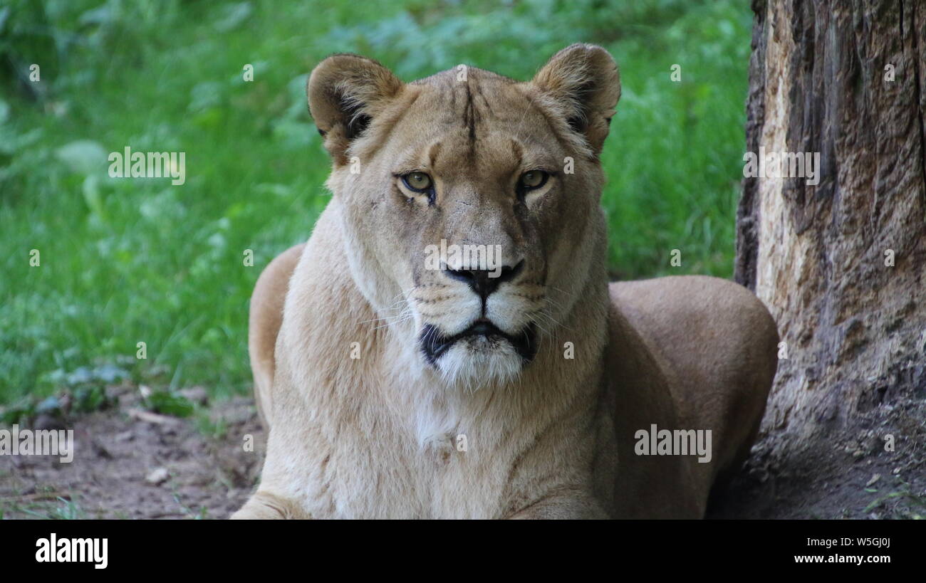 female african lioness lion rostock zoo germany Stock Photo