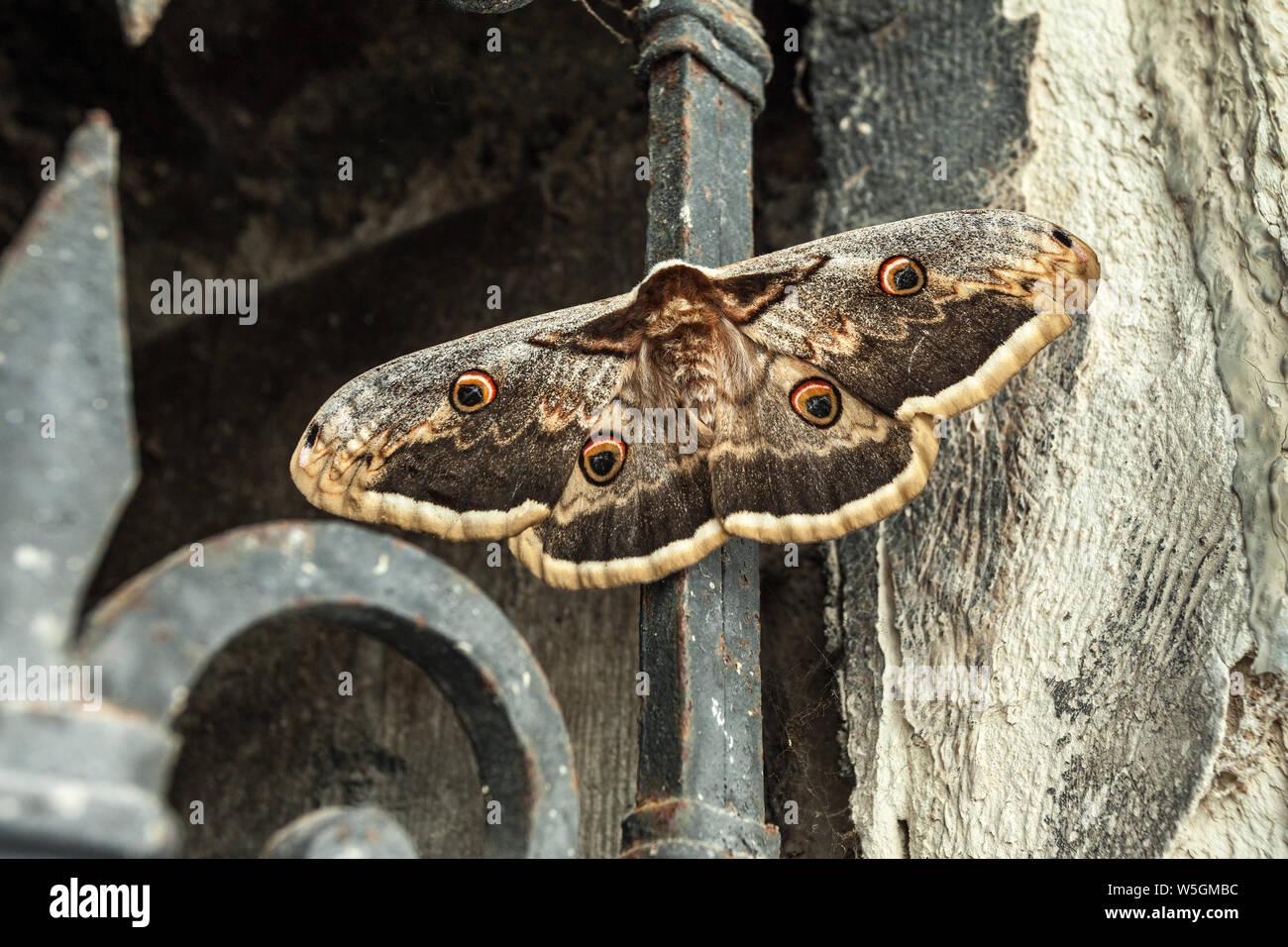 night butterfly Saturnia pavonia is a moth of the family Saturniidae Stock Photo