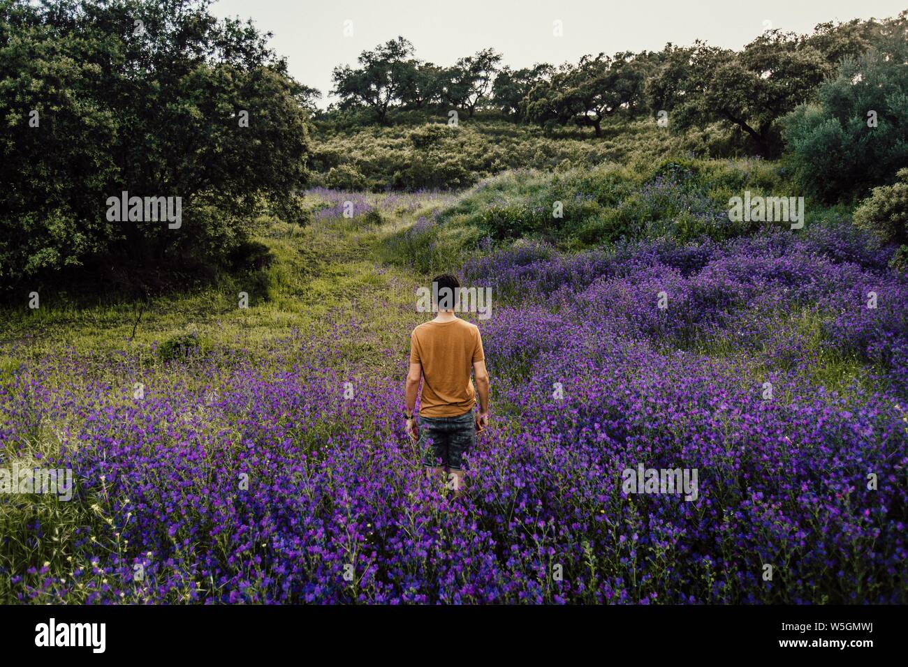 https://c8.alamy.com/comp/W5GMWJ/beautiful-long-shot-of-a-person-standing-amongst-a-pile-of-lavender-flowers-in-nature-W5GMWJ.jpg