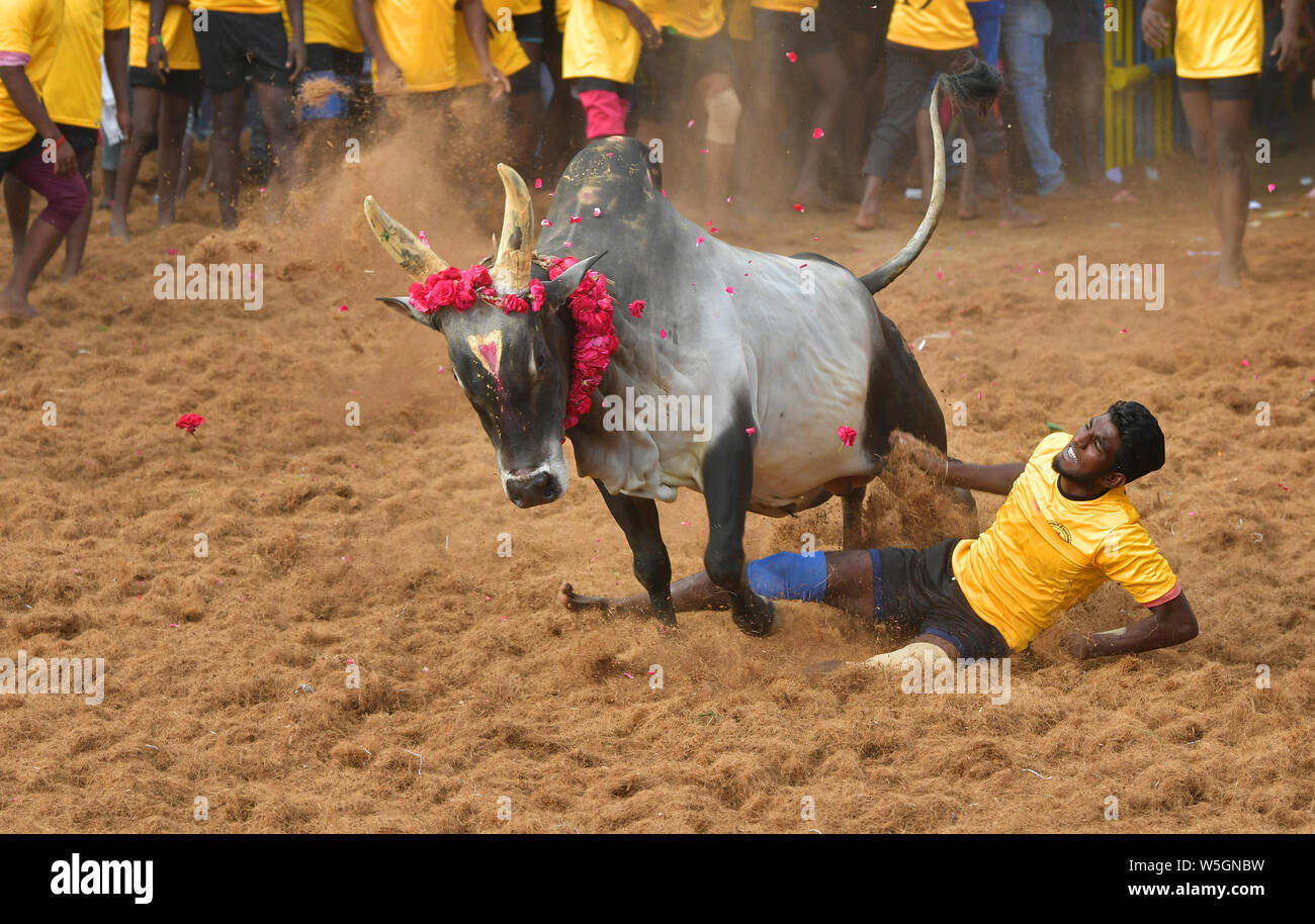 Jallikattu or Taming the bull is one of the oldest living ancient sports,It is held in the villages of Tamil Nadu as a part of the village festival. Stock Photo