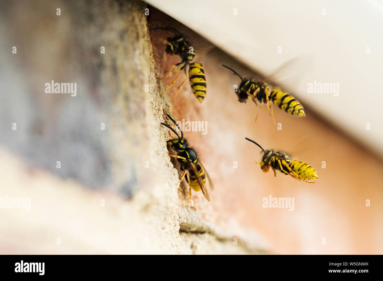 Wasps Causing Problem By Building Nest Under Roof Of House Stock Photo