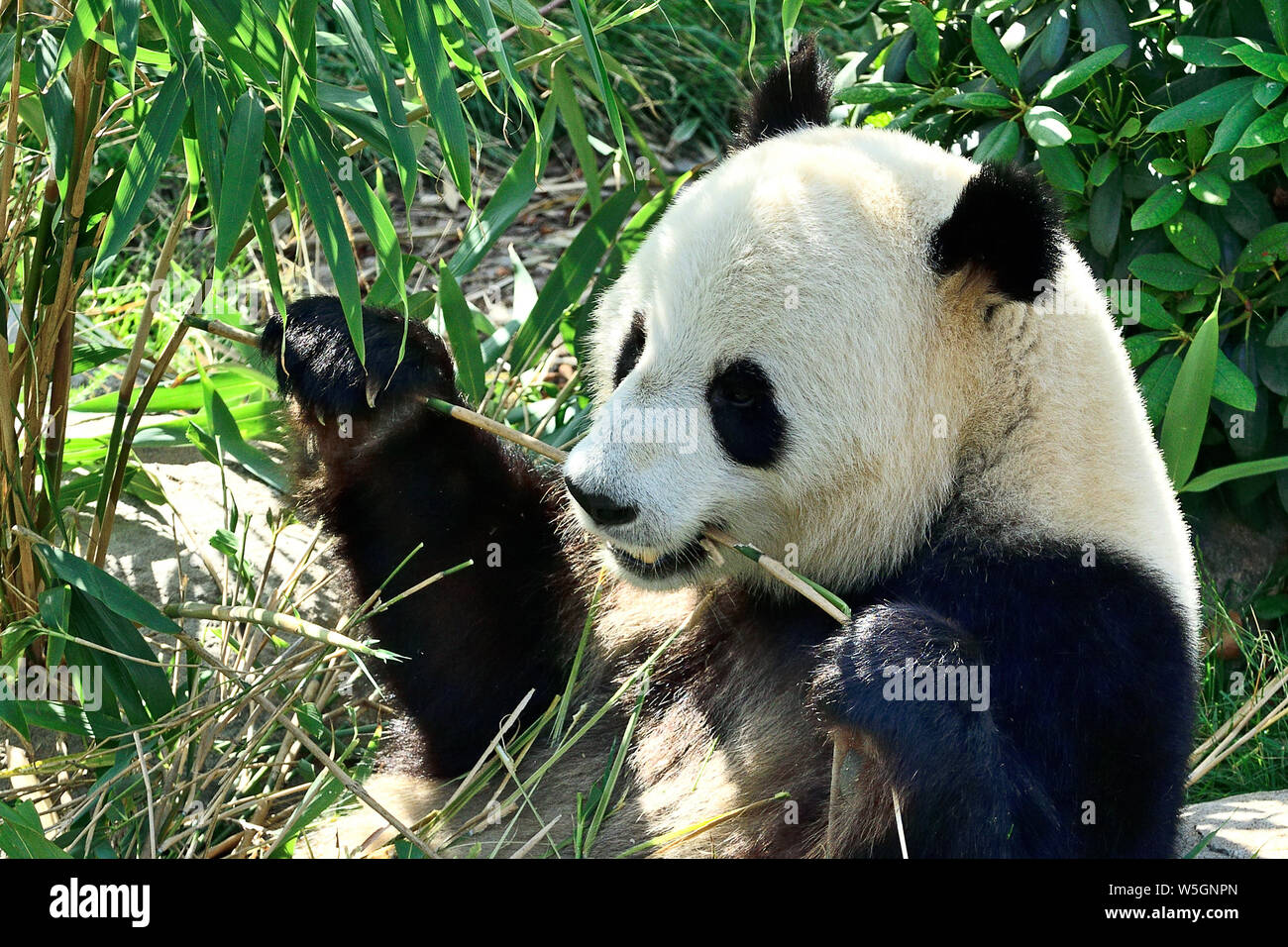 Photographed in Copenhagen Zoo, Copenhagen Denmark in Summer 2019 Stock