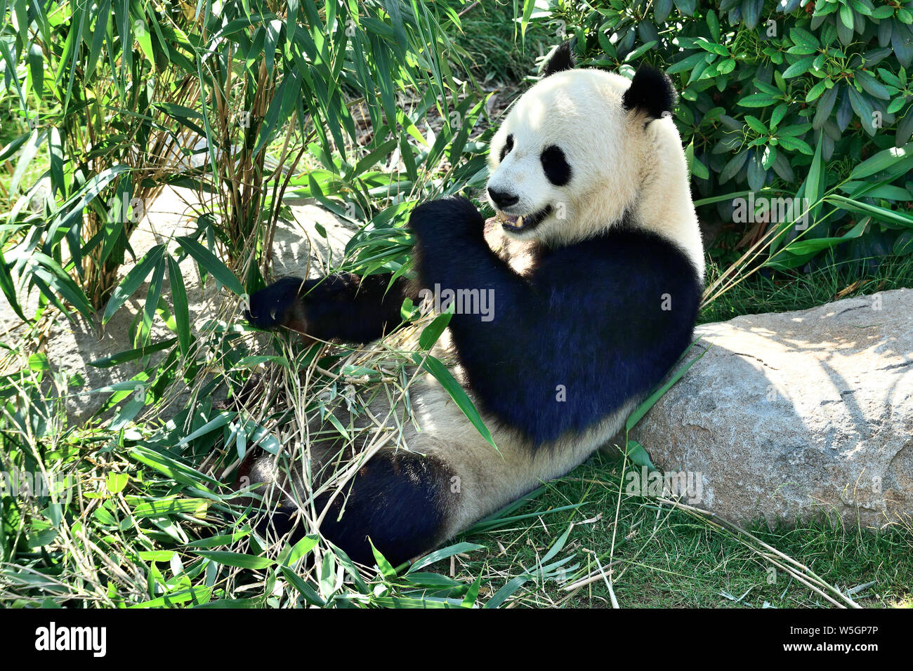 Photographed in Copenhagen Zoo, Copenhagen Denmark in Summer 2019 Stock