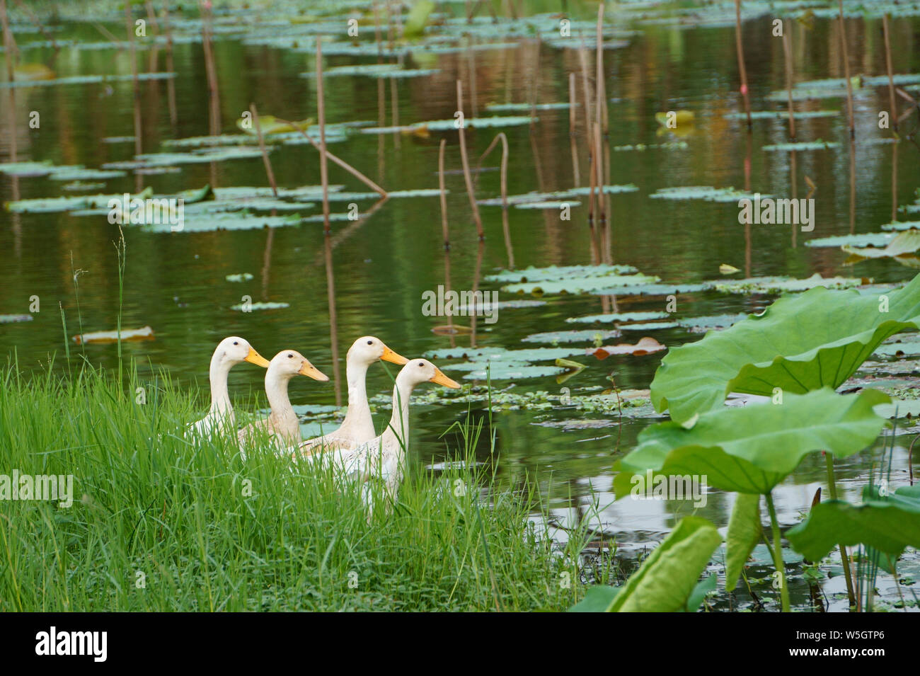 Ducks on the grass next to the lotus lake Stock Photo