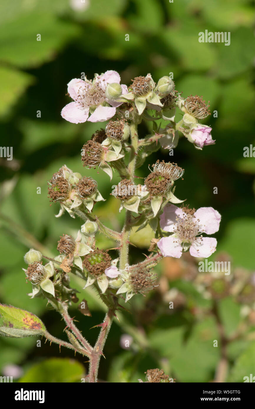 Flowers of Bramble, Blackberry bush, Rubus fruticosus, blackberry, flowers, Sussex, UK, July Stock Photo