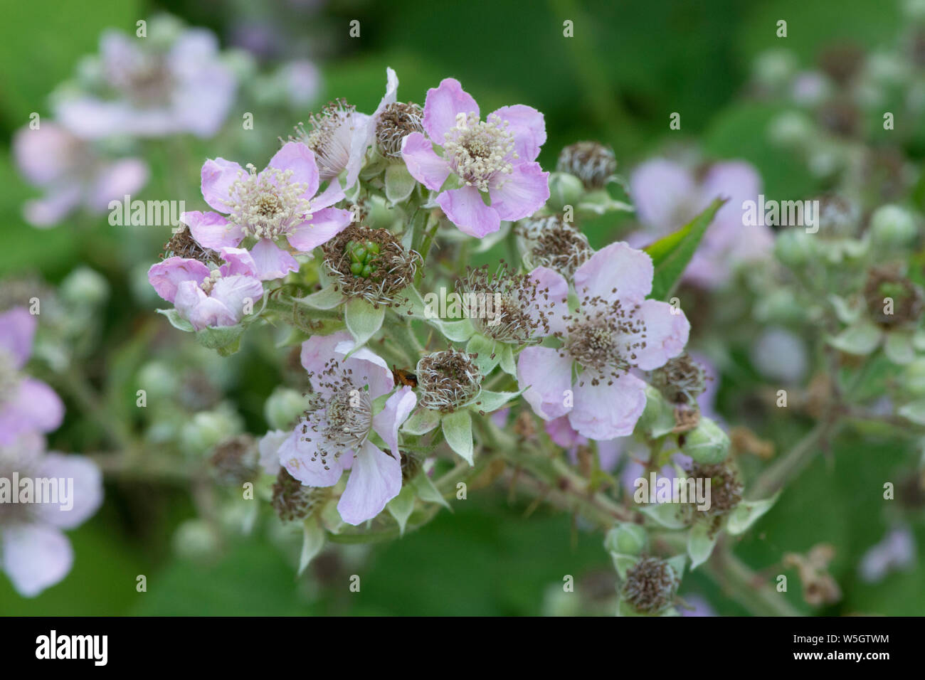 Flowers of Bramble, Blackberry bush, Rubus fruticosus, blackberry, flowers, Sussex, UK, July Stock Photo