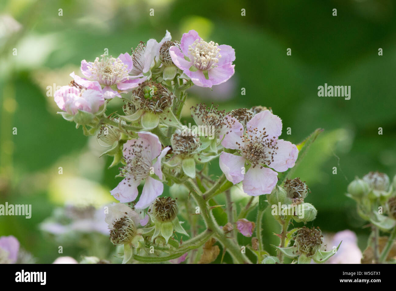 Flowers of Bramble, Blackberry bush, Rubus fruticosus, blackberry, flowers, Sussex, UK, July Stock Photo
