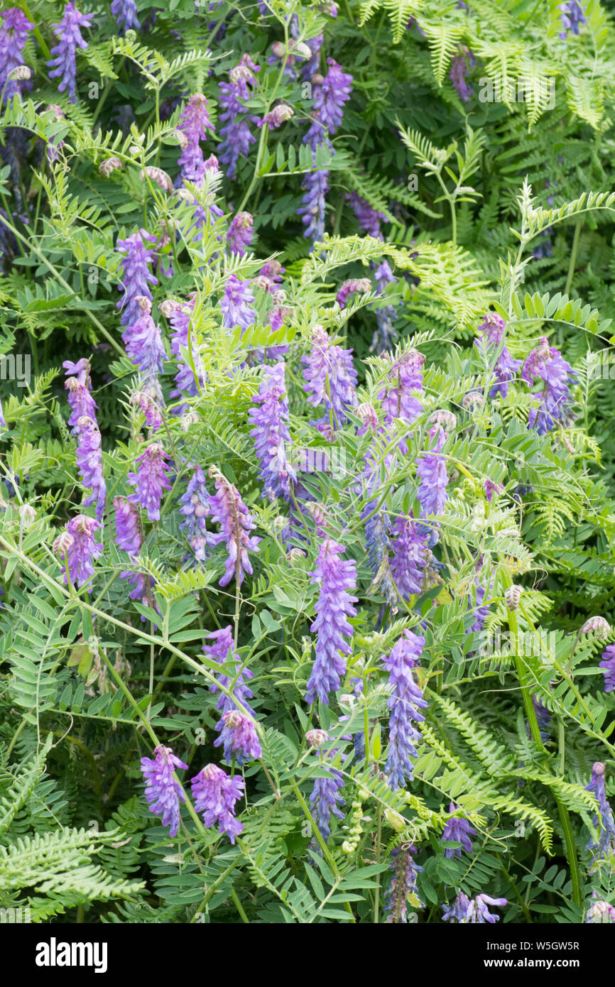 Tufted vetch, Cow vetch, Bird vetch, Vicia cracca, in hedgerow, Sussex, UK, July Stock Photo