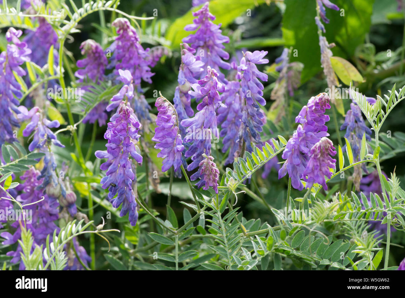 Tufted vetch, Cow vetch, Bird vetch, Vicia cracca, in hedgerow, Sussex, UK, July Stock Photo