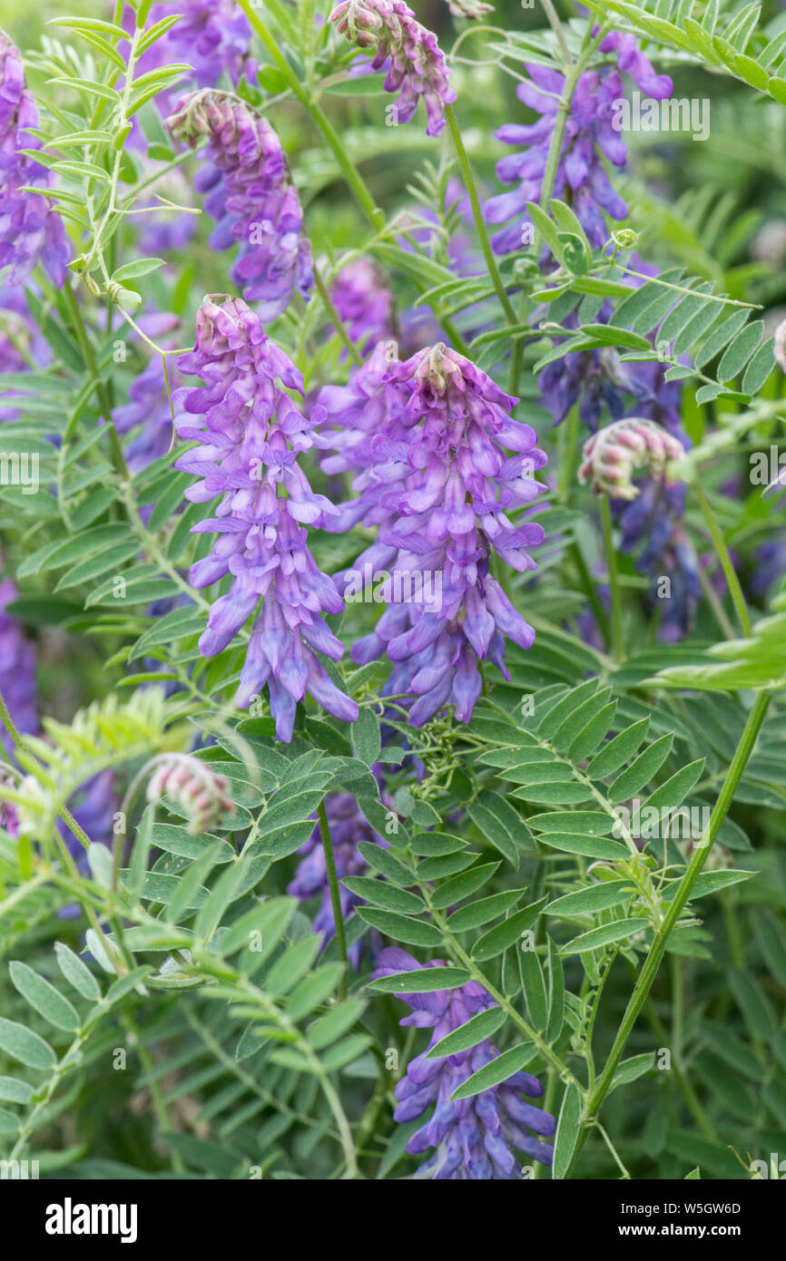 Tufted vetch, Cow vetch, Bird vetch, Vicia cracca, in hedgerow, Sussex, UK, July Stock Photo