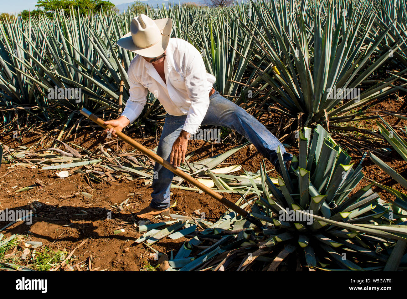 Harvesting agave for tequila, Tequila, UNESCO World Heritage Site, Jalisco, Mexico, North
