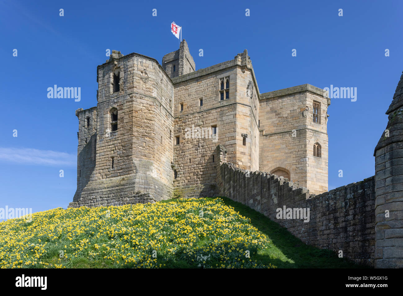 Spring flowering Daffodils on the embankment of Warkworth Castle, Warkworth, Morpeth