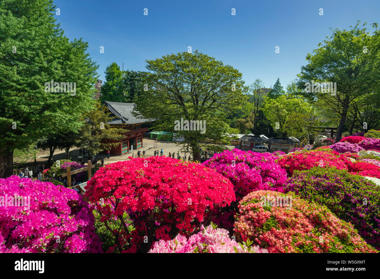Azaleas (Rhododendron) (Ericaceae family), Nezu Shrine, Tokyo, Japan, Asia Stock Photo