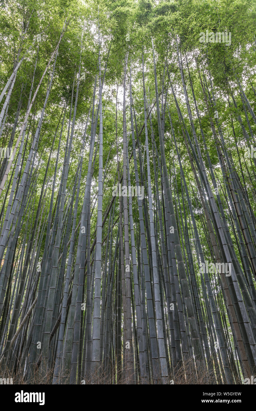 The Arashiyama Bamboo Grove in Kyoto, Japan, Asia Stock Photo Alamy