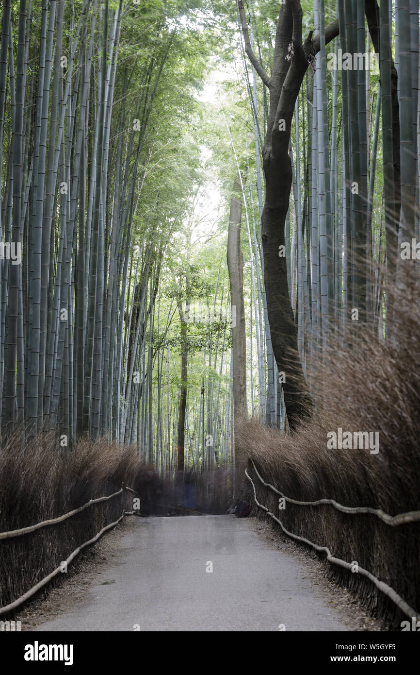 The Arashiyama Bamboo Grove in Kyoto, Japan, Asia Stock Photo Alamy