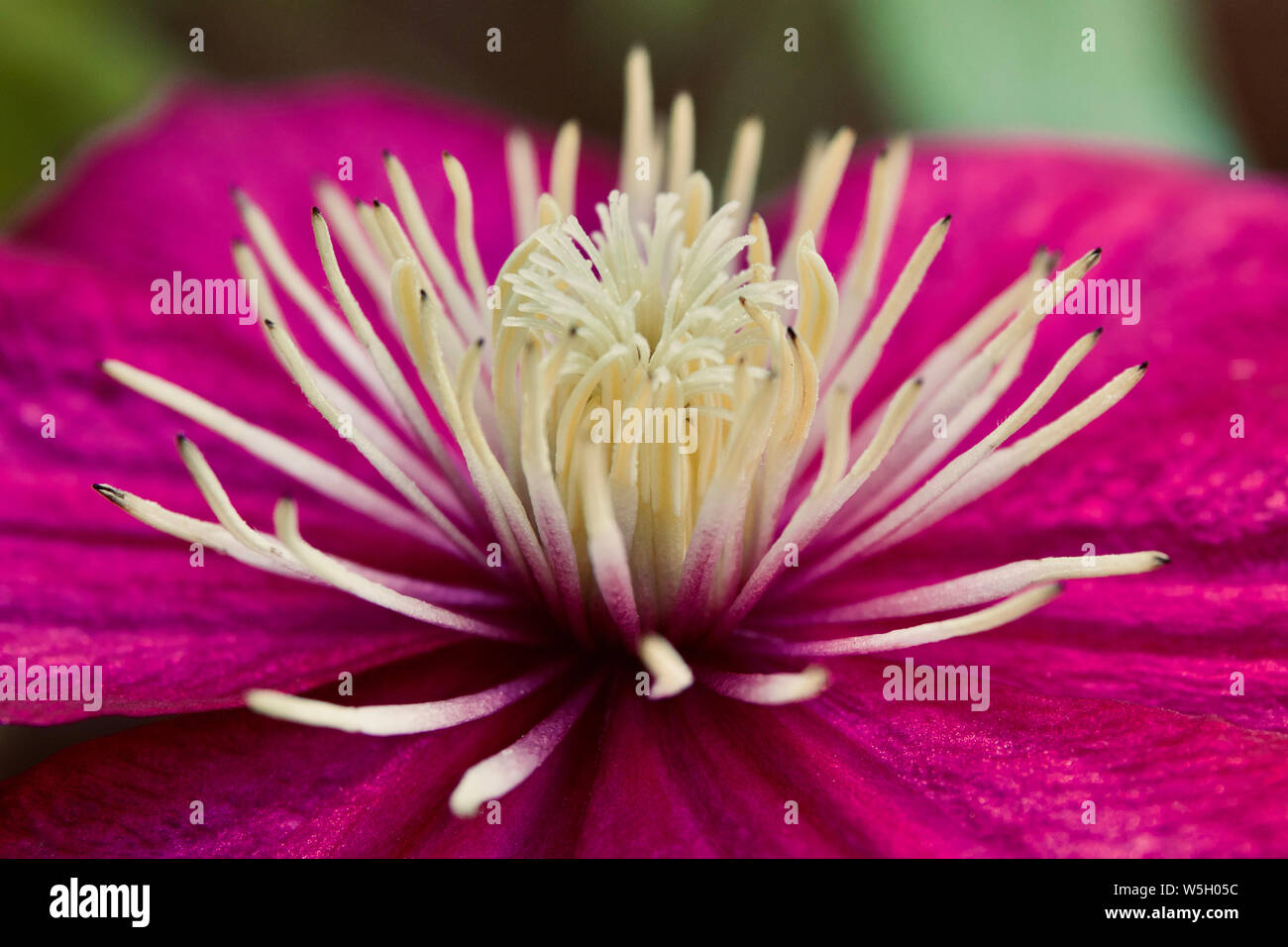 Clematis flower up close Stock Photo Alamy