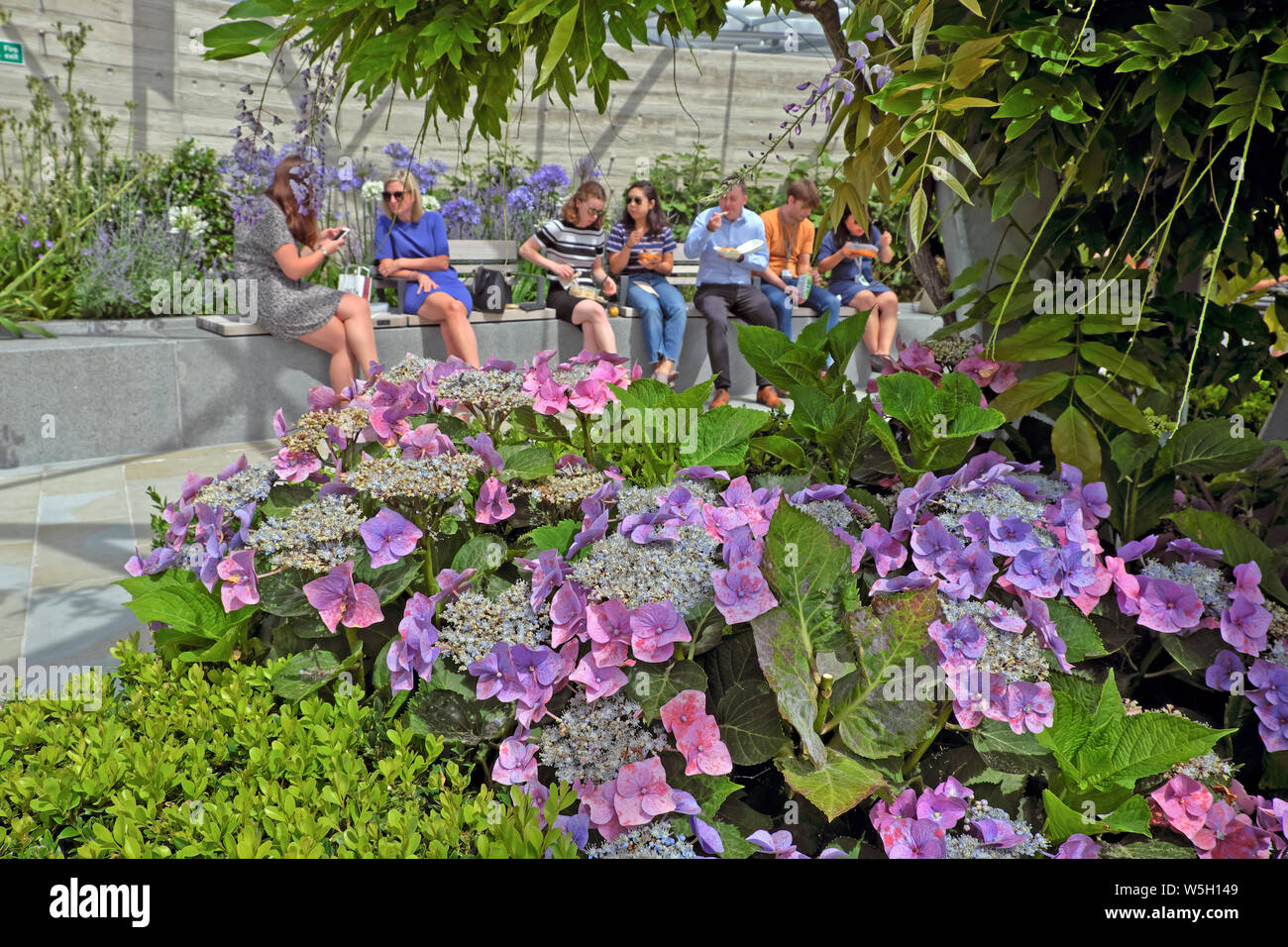 Hydrangeas growing in a border & office workers people eating lunch on roofgarden at 120 Fenchurch Street in the City of London UK  KATHY DEWITT Stock Photo