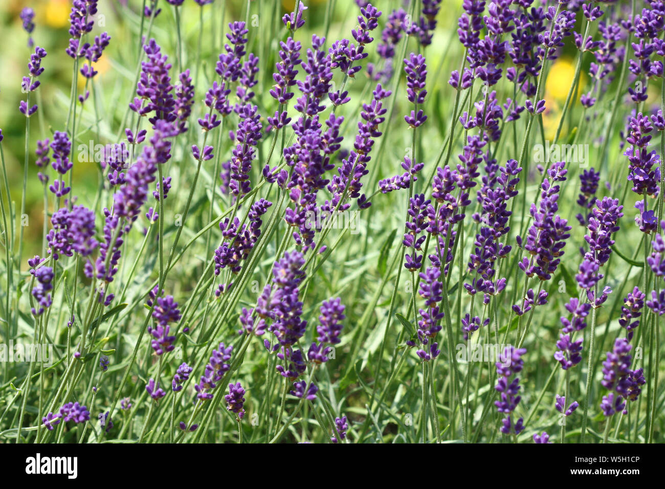 Lavender flowers growing in the garden Stock Photo - Alamy